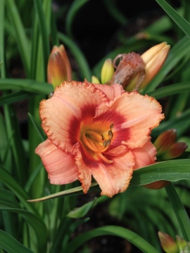 Liliowiec 'Strawberry Candy'