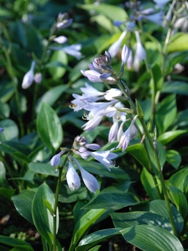 Funkia 'Devon Green'