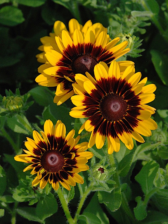 Rudbekia SmileyZ™ Giggling