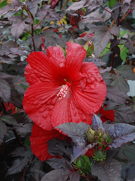 Ketmia SUMMERIFIC 'Holy Grail' 