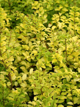 Ligustr jajolistny 'Lemon & Lime'