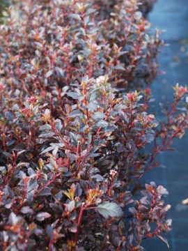 Pęcherznica kalinolistna 'Little Devil' PBR