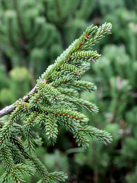Świerk kaukaski 'Aureospicata'