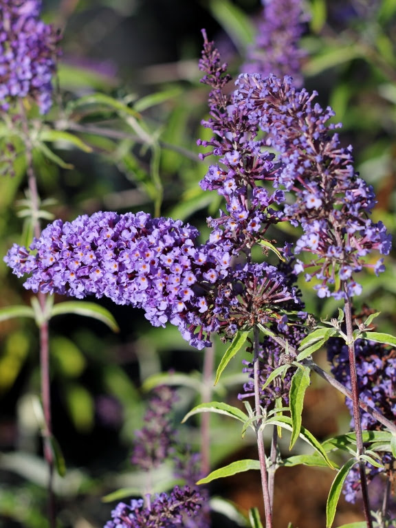 Budleja Dawida 'Nanho Blue'