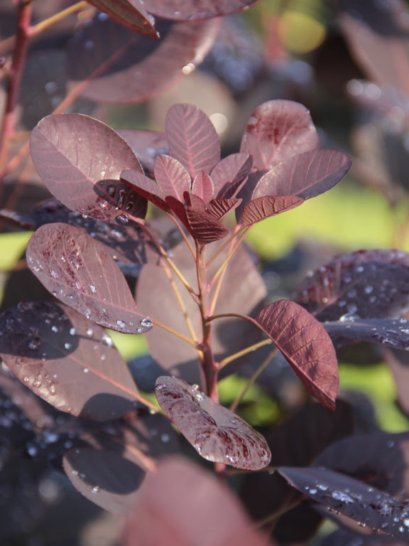  Perukowiec podolski 'Royal Purple'