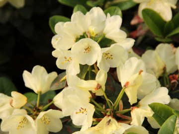 Różanecznik 'Graf Lennart'