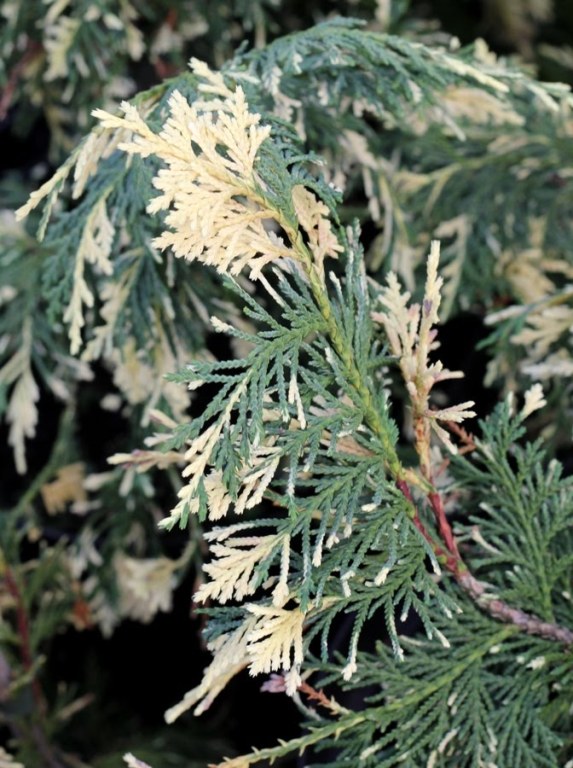 Pstre pędy cyprysika nutkajskiego 'Variegata'