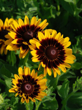 rudbekia_giggling41_576x768.jpg