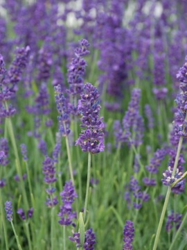 Lawenda wąskolistna 'Hidcote Blue'