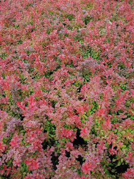Berberys Thunberga 'Coral' PBR