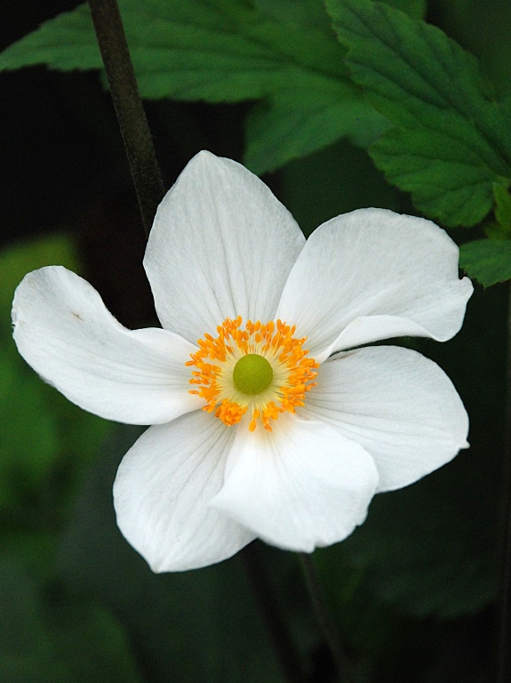 Zawilec 'Andrea Atkinson'
