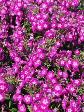 Floks Flame ® 'Pro Violet Charm'