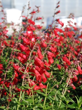 Penstemon 'Rubicunda'