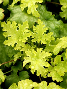 zurawka-lime-ruffles.jpg