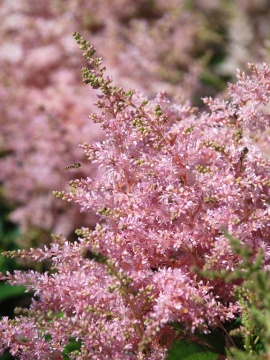tawulka-yunique-silver-pink-13.JPG