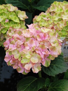 Hortensja ogrodowa 'Rembrandt® 'Bella Pesche'