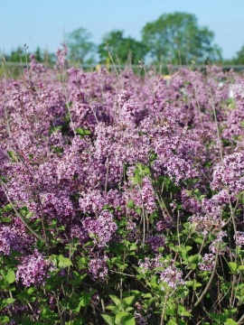 Lilak Meyera BLOOMERANG® 'Dark Purple'