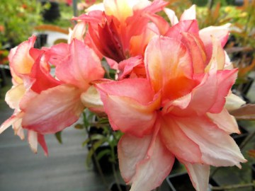 Azalia wielkokwiatowa 'Jack A. Sand'