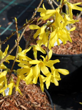 Forsycja pośrednia 'Golden Times'- kwiaty