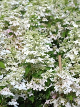  Hortensja bukietowa 'Confetti'