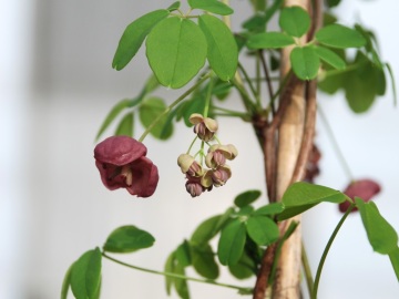 Akebia pięciolistkowa - kwiaty męskie (drobne)
