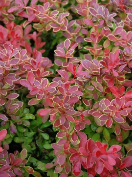 berberys-thunberga-coral1.JPG