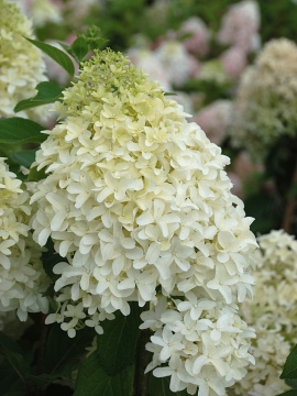 Hortensja bukietowa 'Skyfall' PBR