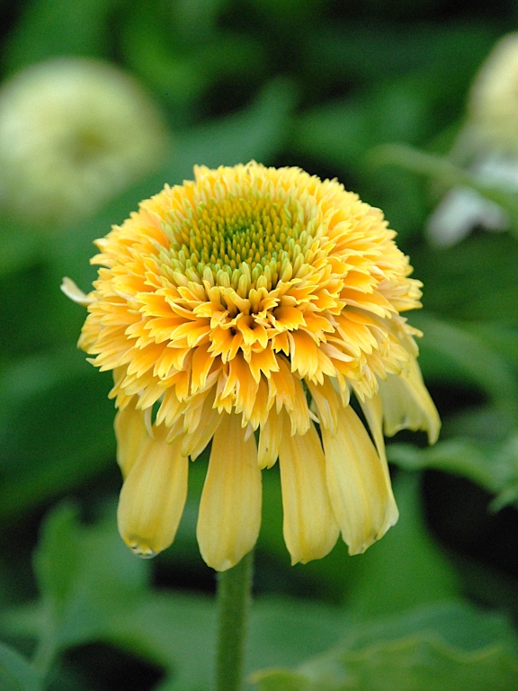 Jeżówka 'Lemon Drop'