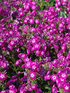 Floks Flame ® 'Pro Violet Charm'