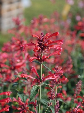 Kłosowiec 'Kudos Coral'