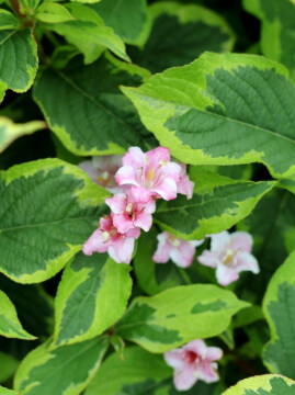 Krzewuszka 'Looymansii Aurea'