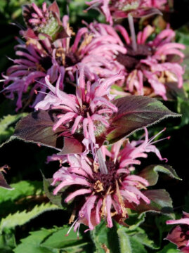 Pysznogłówka 'Bee-Lieve' - bylina o jasnoróżowych kwiatach