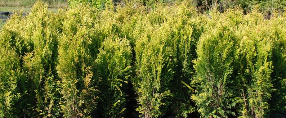 Żywotnik (thuja) olbrzymi 'Kórnik', na żywopłoty