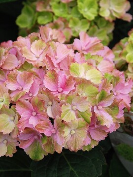 Hortensja ogrodowa 'Rembrandt® 'Bella Pesche'