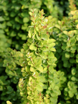 Berberys Thunberga 'Erecta'