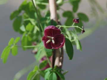 Akebia pięciolistkowa - kwiat żeński