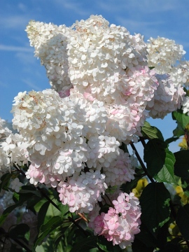 Hortensja bukietowa 'Vanille-Fraise' PBR