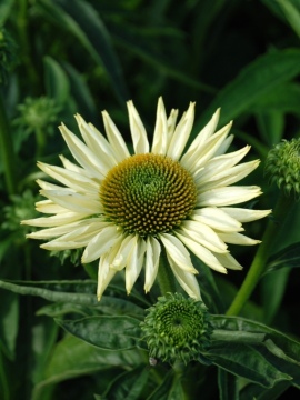 Jeżówka 'Innocent Meadow Mama' - początek kwitnienia