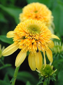 Jeżówka 'Lemon Drop'