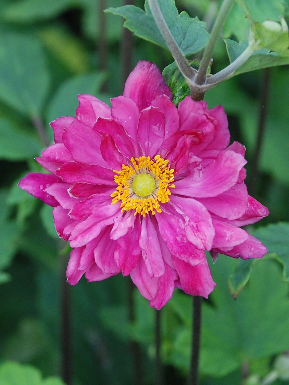 Zawilec 'Bressingham Glow'