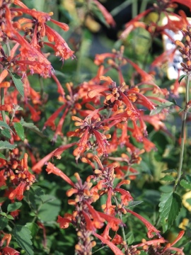 Kłosowiec 'Kudos Mandarin'