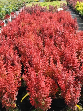 Berberys Thunberga 'Orange Rocket' PBR