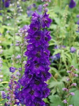 Ostróżka Magic Fountain 'Dark Blue Black Bee'