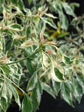 deren-pagodowy-variegata.JPG