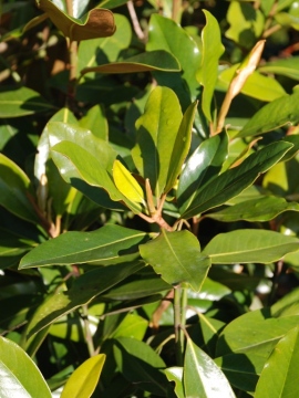 Magnolia wielkokwiatowa - zimozielone liście