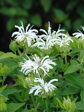 Pysznogłówka 'Bee-Bright' - wieloletnia bylina o białych kwiatach