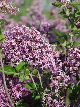 Lilak Meyera BLOOMERANG® 'Dark Purple' - końcówka kwitnienia