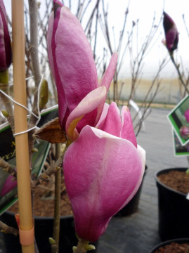 Magnolia 'March Till Frost'