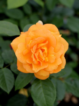 roza-wielkokwiatowa-taneitber-bernstein-rose_1.jpg