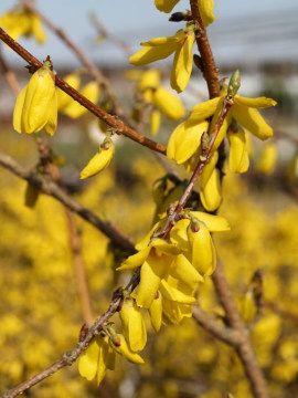 Forsycja pośrednia 'Goldzauber'